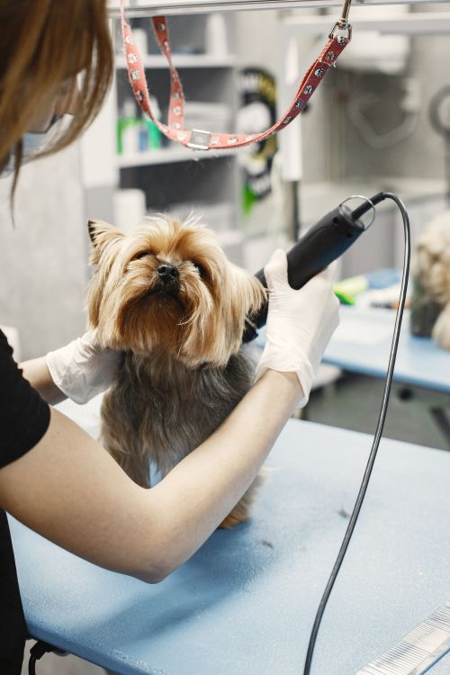 Estética Canina